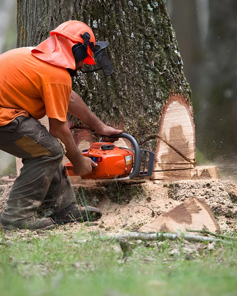 Les Scieurs De Louest Ventes Bois D Oeuvre A Quimper Abattage Selectif Les Scieurs De Louest Ventes Bois D Oeuvre A Quimper Abattage Selectif