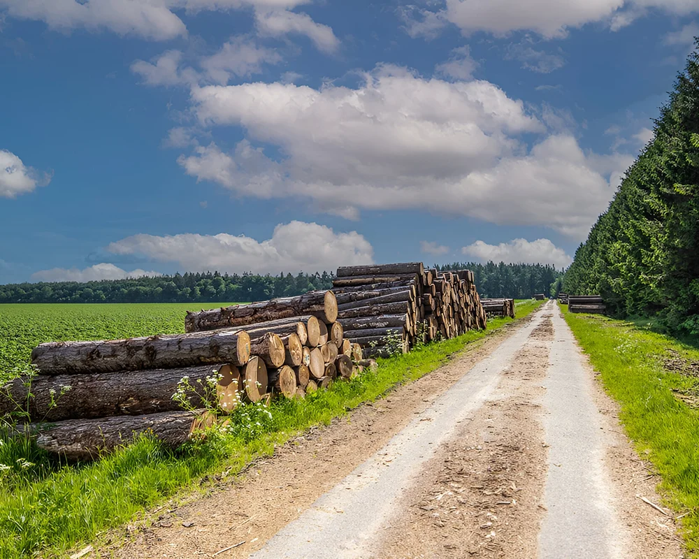 Les Scieurs De Louest Ventes Bois D Oeuvre A Quimper Gestion Durable Du Bois