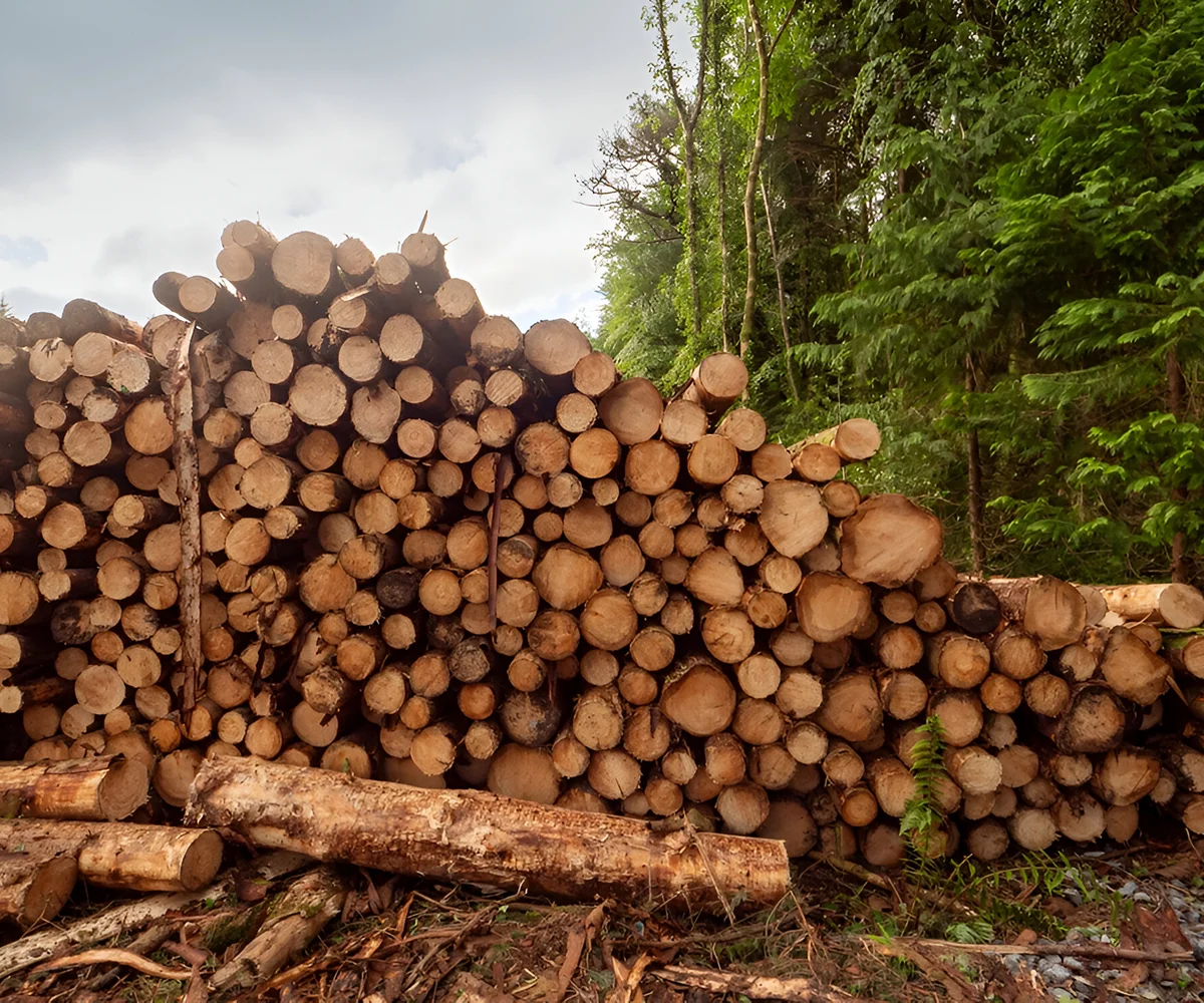 Les Scieurs De Louest Ventes Bois D Oeuvre A Quimper Vente De Bois